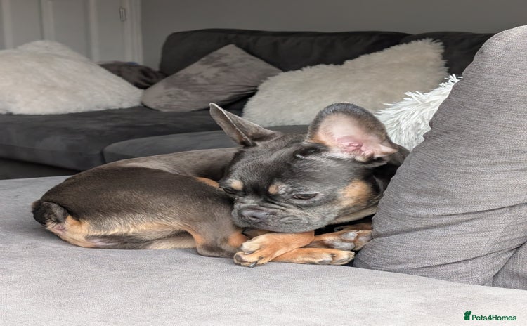 French Bulldog dogs - Advert 2