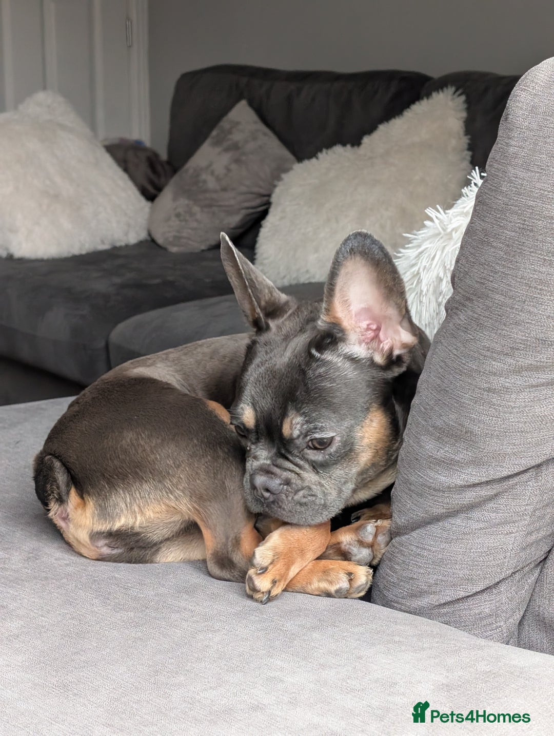 French Bulldog dogs for sale: French Bulldog - Image 1