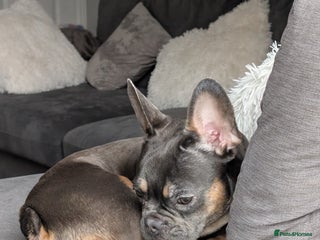 French Bulldog dogs - Advert 9