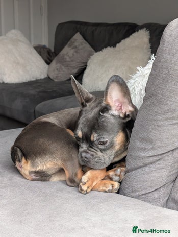 French Bulldog dogs - Advert 8