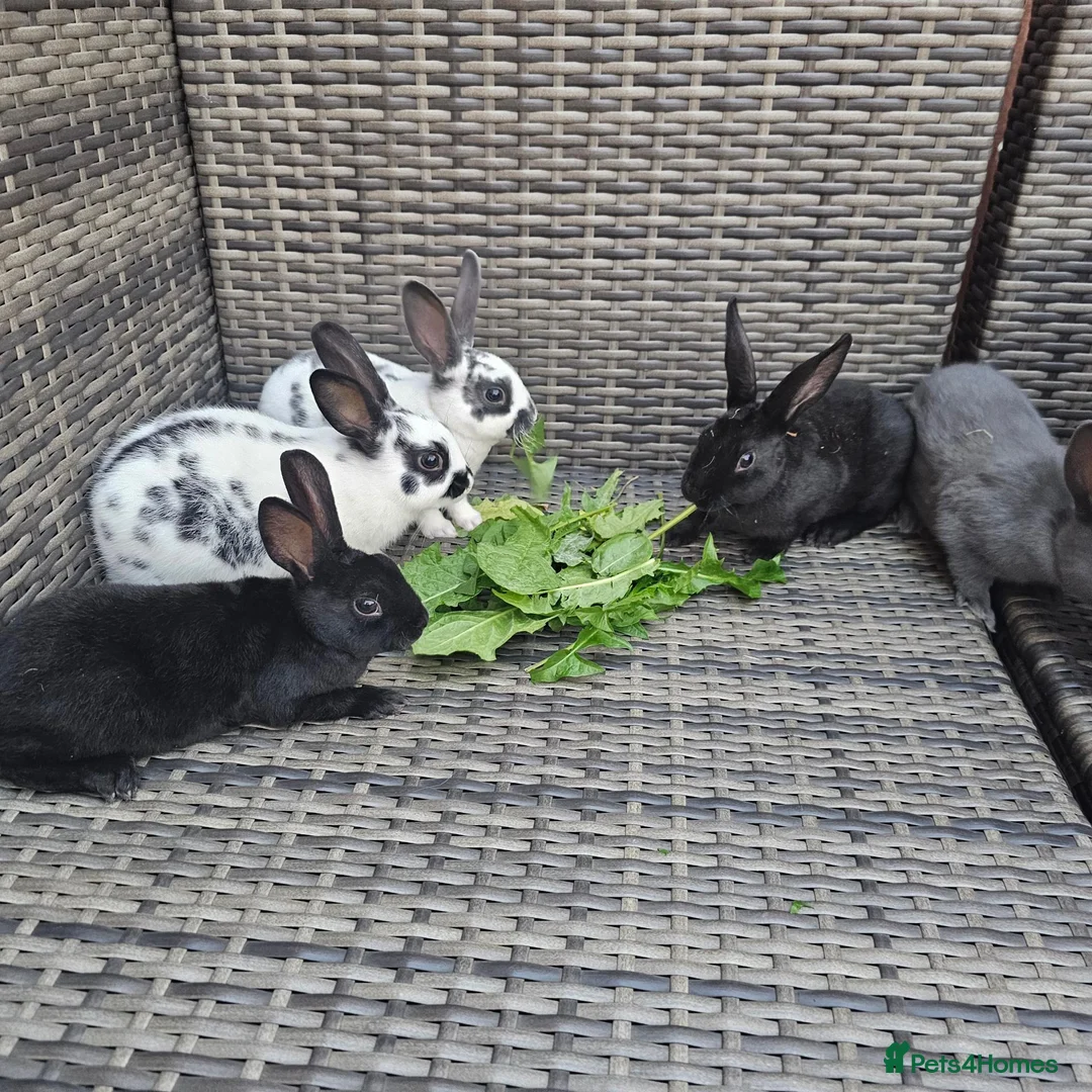 Rex rabbits for sale: Rex X English Spot - Advert 3