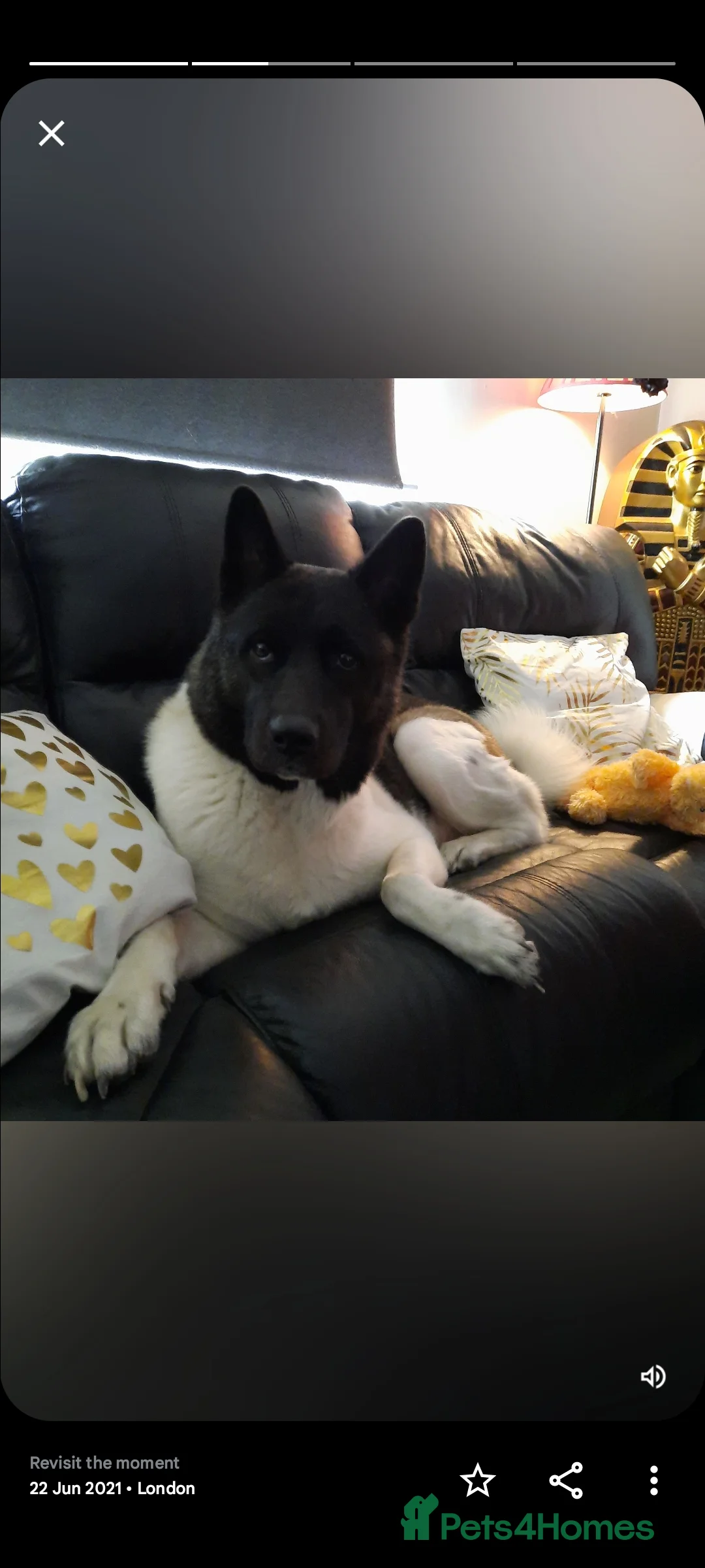 Huskita dogs for sale: Evan Almighty! Handsome Huskita. - Advert 4