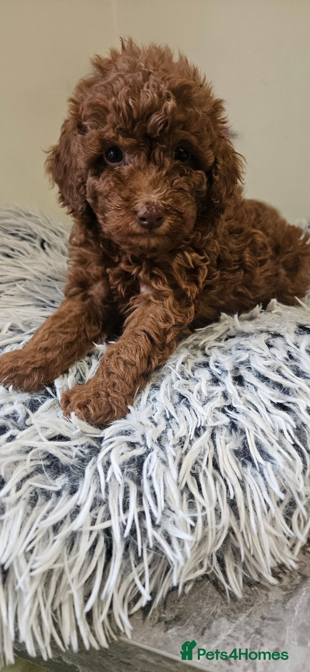 Toy Poodle dogs for sale: Beautiful Red Toy Poodle Puppies - Advert 7