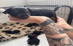 Yorkshire Terrier dogs for sale: ❤️Last girl available Miniature yorkshire terrier - Image 30