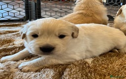 Golden Retriever dogs for sale: Expecting golden retriever puppies - Image 2