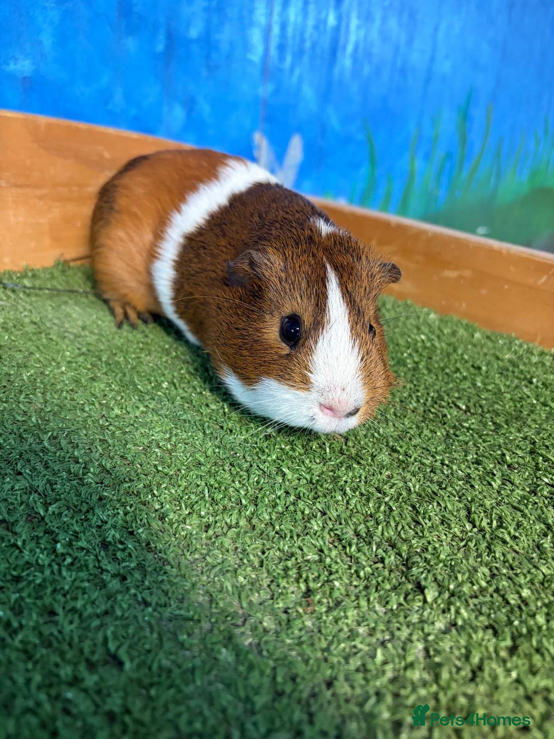 Guinea Pig rodents for sale: 5 cute and well handled Guinea pigs - Advert 4
