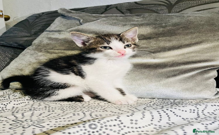 Domestic Shorthair cats Kittens for sale - Advert 1