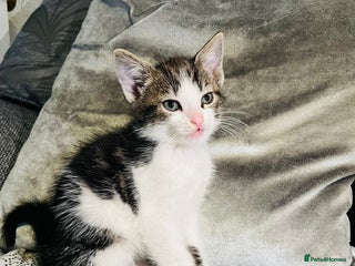 Domestic Shorthair cats Kittens for sale - Advert 2