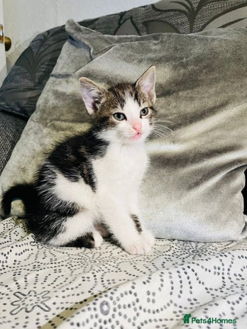 Domestic Shorthair cats Kittens for sale - Advert 1