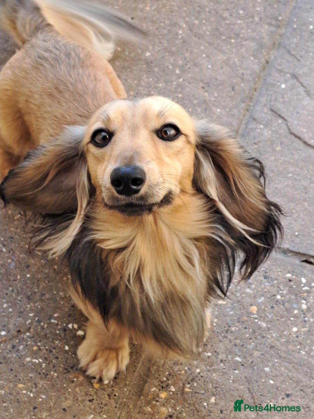 Miniature Dachshund dogs for sale: Kc. Reg. Shaded Cream Miniature Longhaired Boy - Image 5