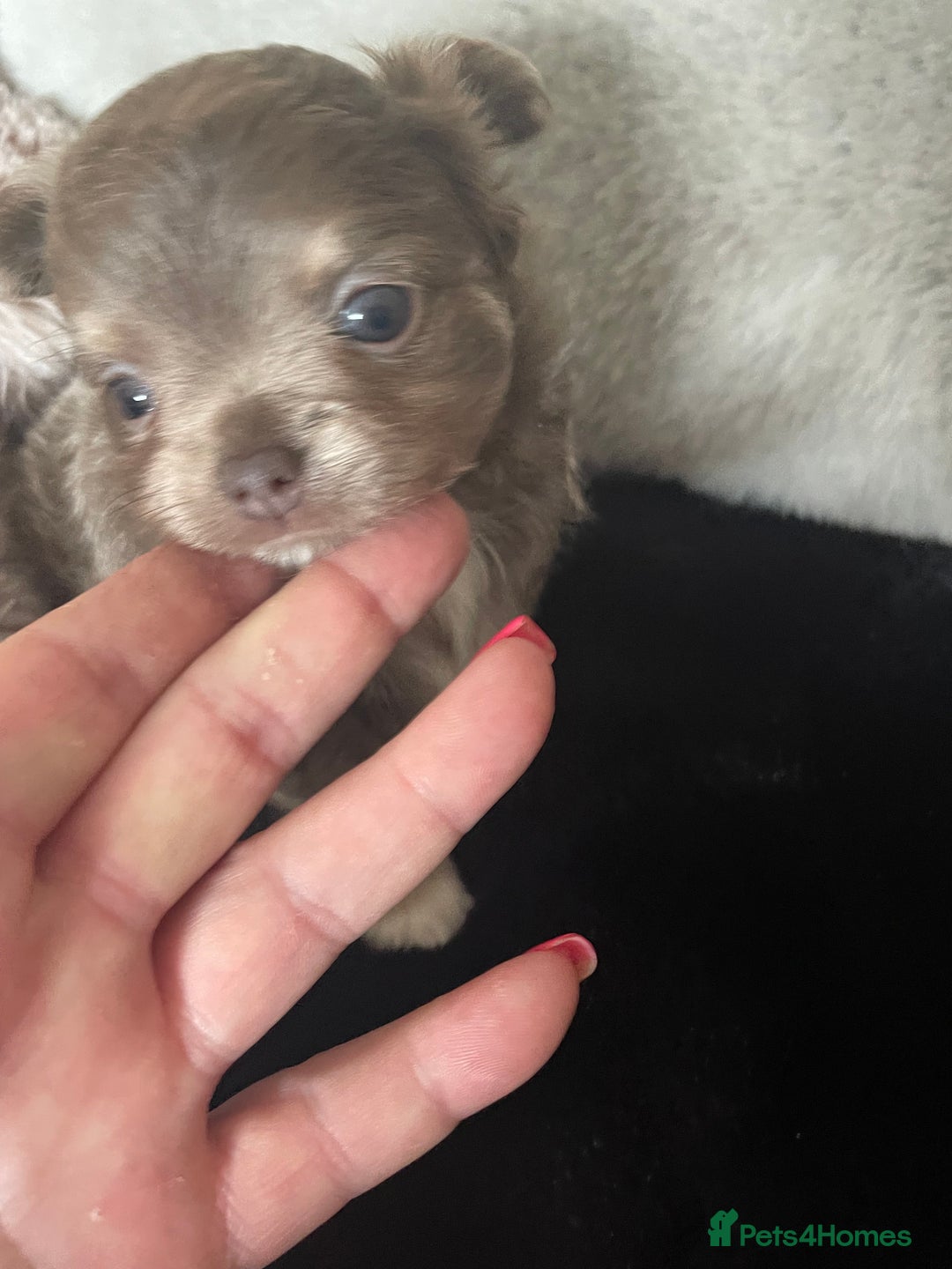 Chihuahua dogs for sale: Beautiful lilac boys  - Image 4