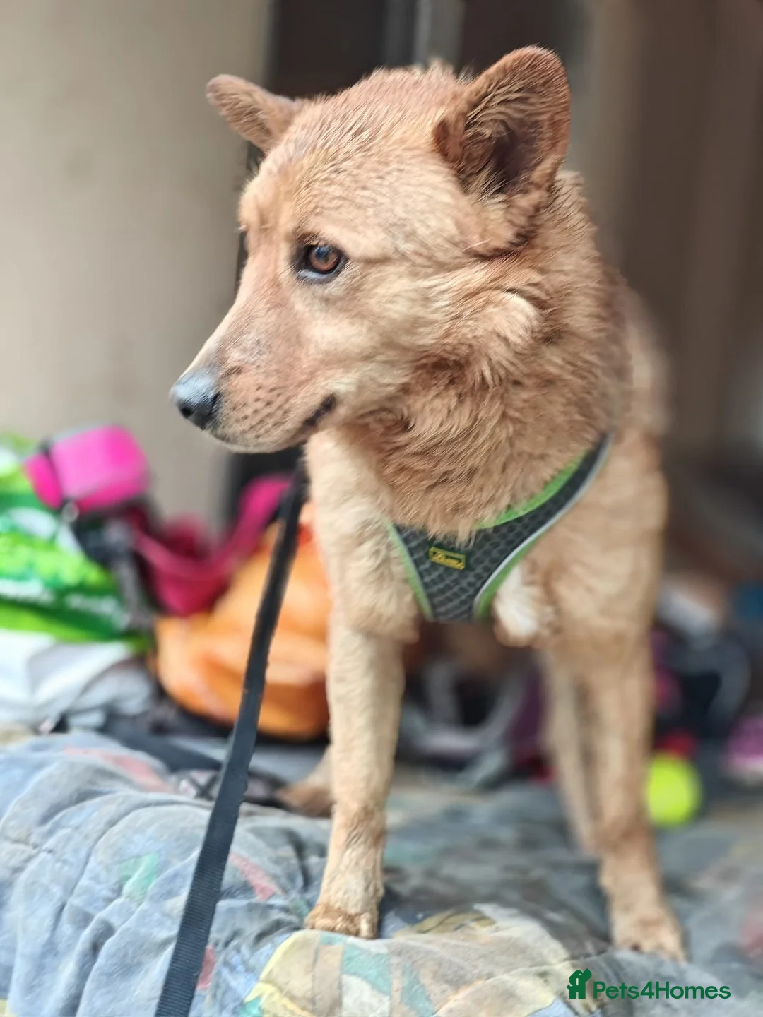 Mixed Breed dogs for adoption: 💙🐶 RICHIE – AFTER EVERYTHING… HE TRUSTS in Burton-on-Trent - Advert 2