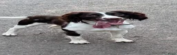 English Springer Spaniel dogs for sale: 18month old Springer Spaniel Male - Advert 3