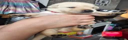 Labrador Retriever dogs for sale: Labrador Retriever Puppies🐶🐾 - Advert 4