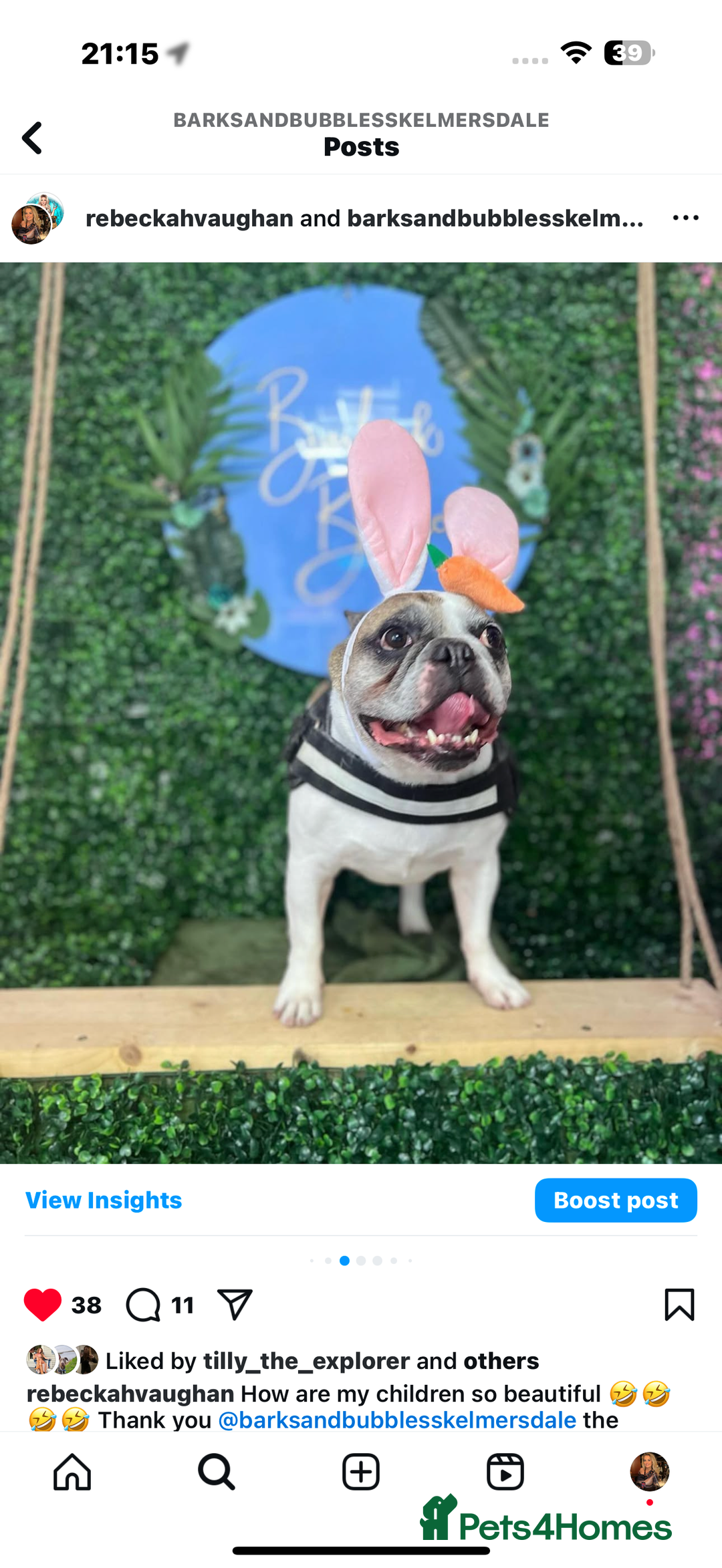 French Bulldog dogs for sale: Bonded mum &son French bulldogs must stay together - Advert 7