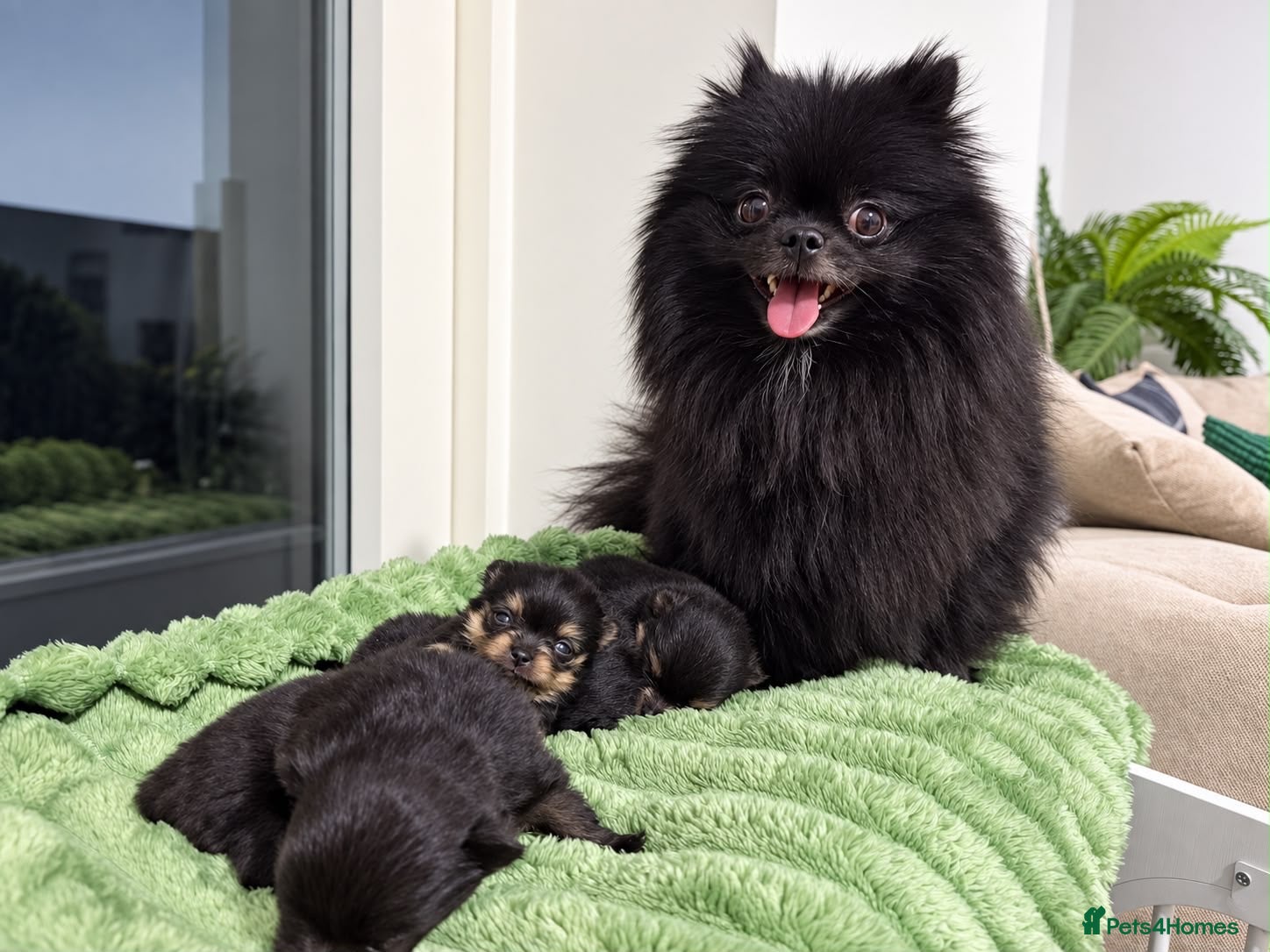 Pomeranian dogs Teddy bear Pomeranian puppies available - Advert 8