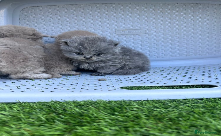 British Longhair cats - Advert 2
