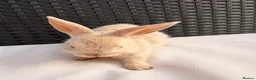 Lionhead rabbits for sale: 8 week old baby rabbit  - Advert 5