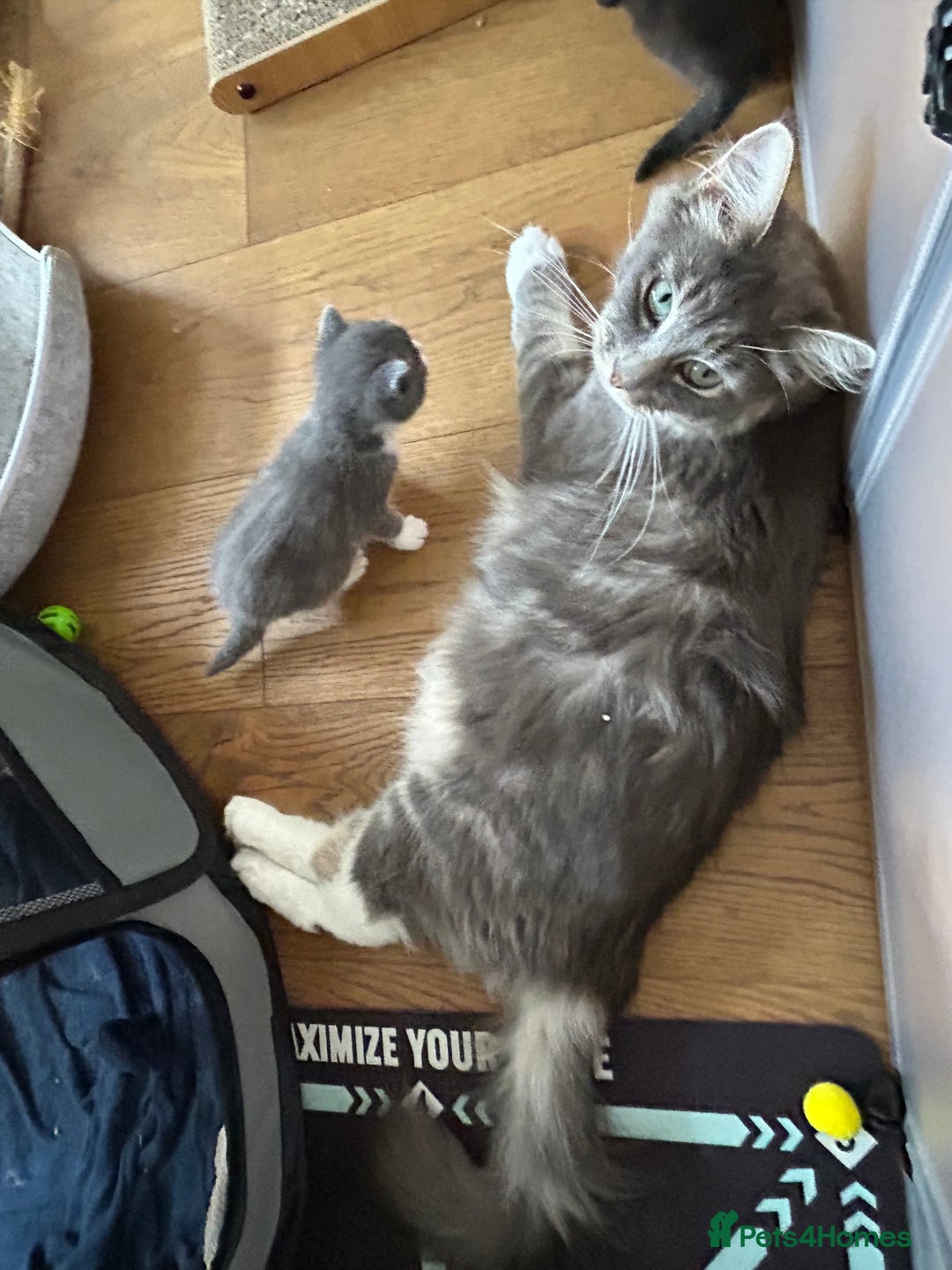 Maine Coon cats for sale: Maine coon cross kittens  - Image 21