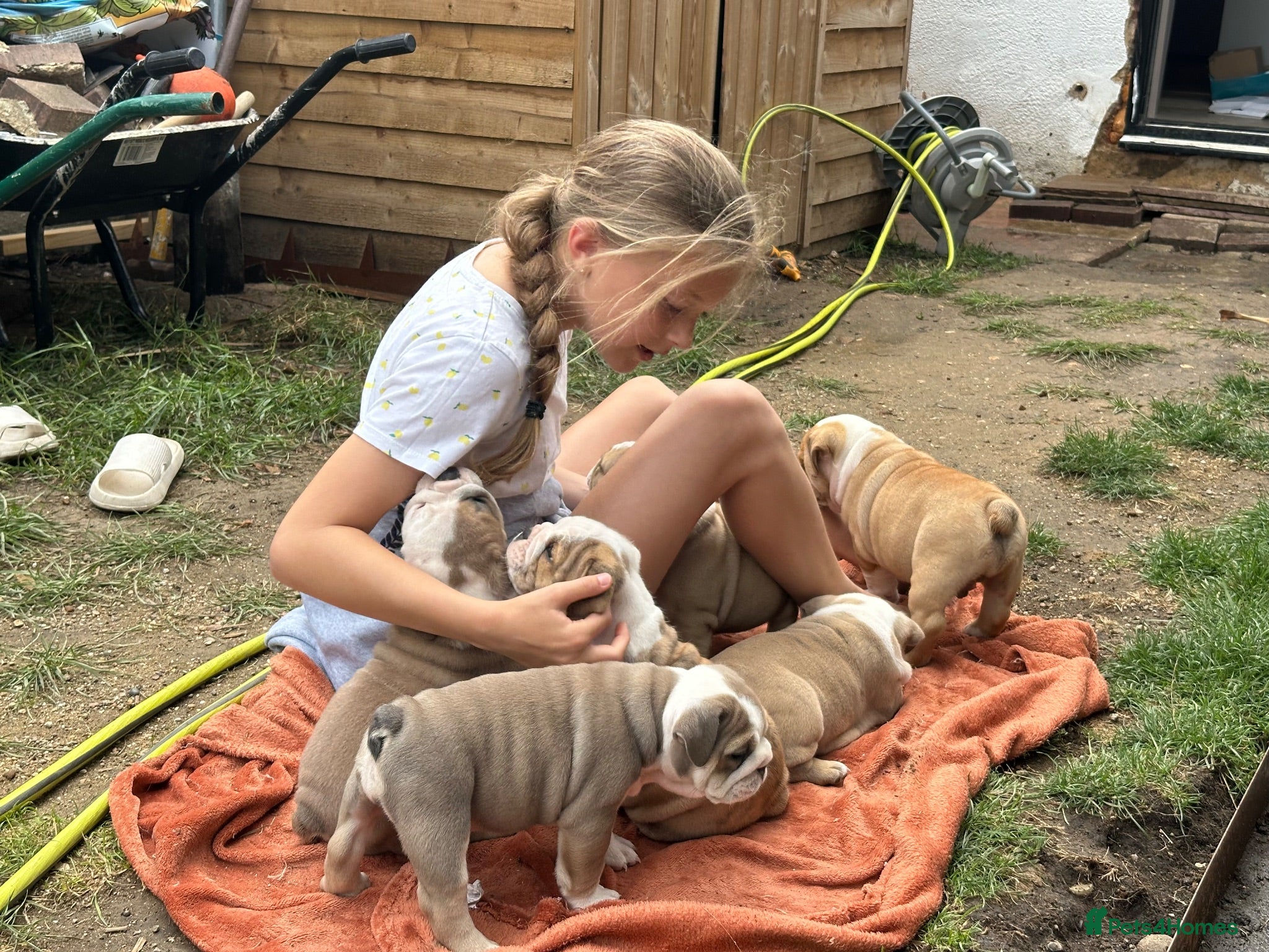 English Bulldog dogs ADORABLE ENGLISH BULLDOG PUPPIES! 🩵🩷 - Advert 2