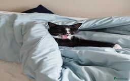 Mixed Breed cats for sale: Tuxedo girl kitty - friendly and playful - Image 2