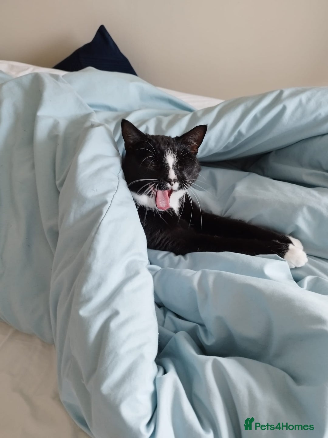 Mixed Breed cats for sale: Tuxedo girl kitty - friendly and playful - Image 2