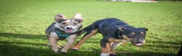 Mixed Breed dogs for stud: Stud Border Collie x Jack Russel  in Watlington - Advert 19