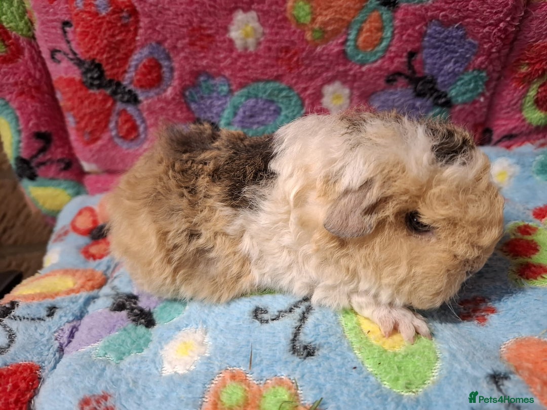 Guinea Pig rodents for sale: Baby Longhaired Boars /Merino/Texel/Coronet - Advert 5