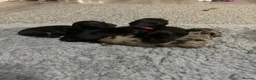 Miniature Dachshund dogs for sale: Longhaired miniature dachshund  - Advert 4