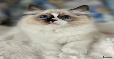 Ragdoll cats in Castleford - Advert 6