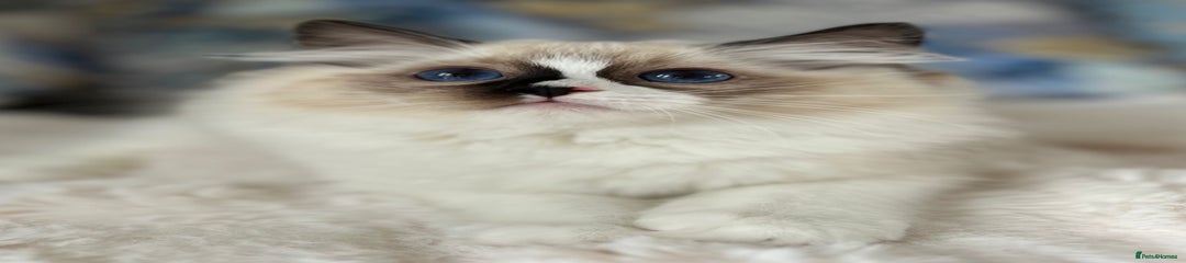 Ragdoll Kitten 3