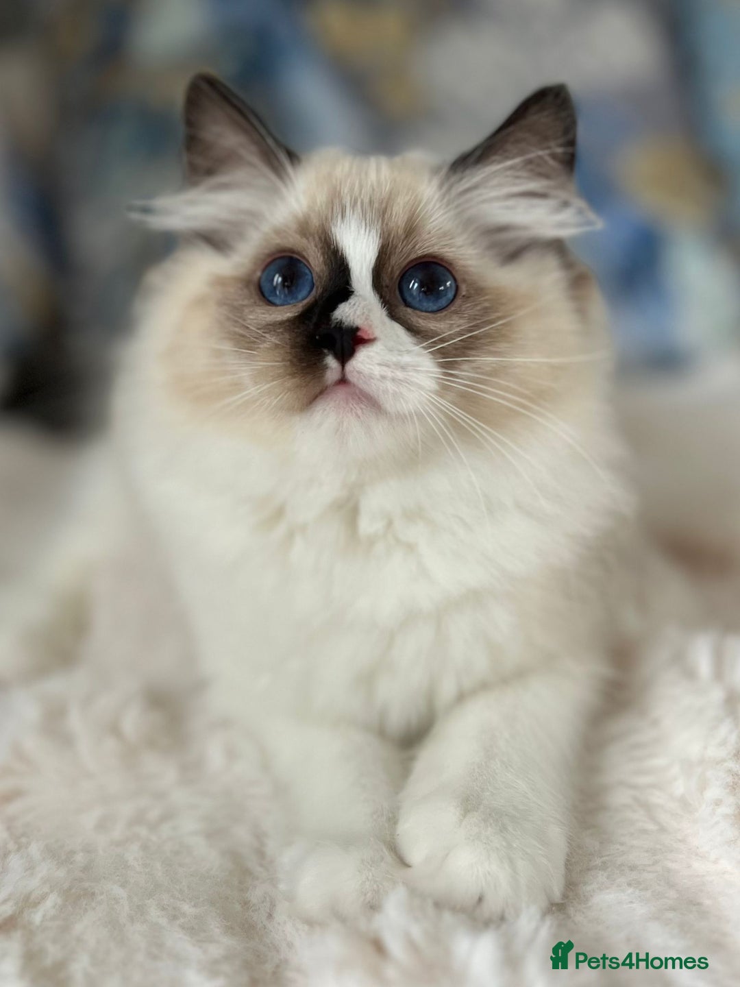 Ragdoll cats for sale: Beautiful Bicolour Ragdoll Kittens Home Raised, in Castleford - Image 5