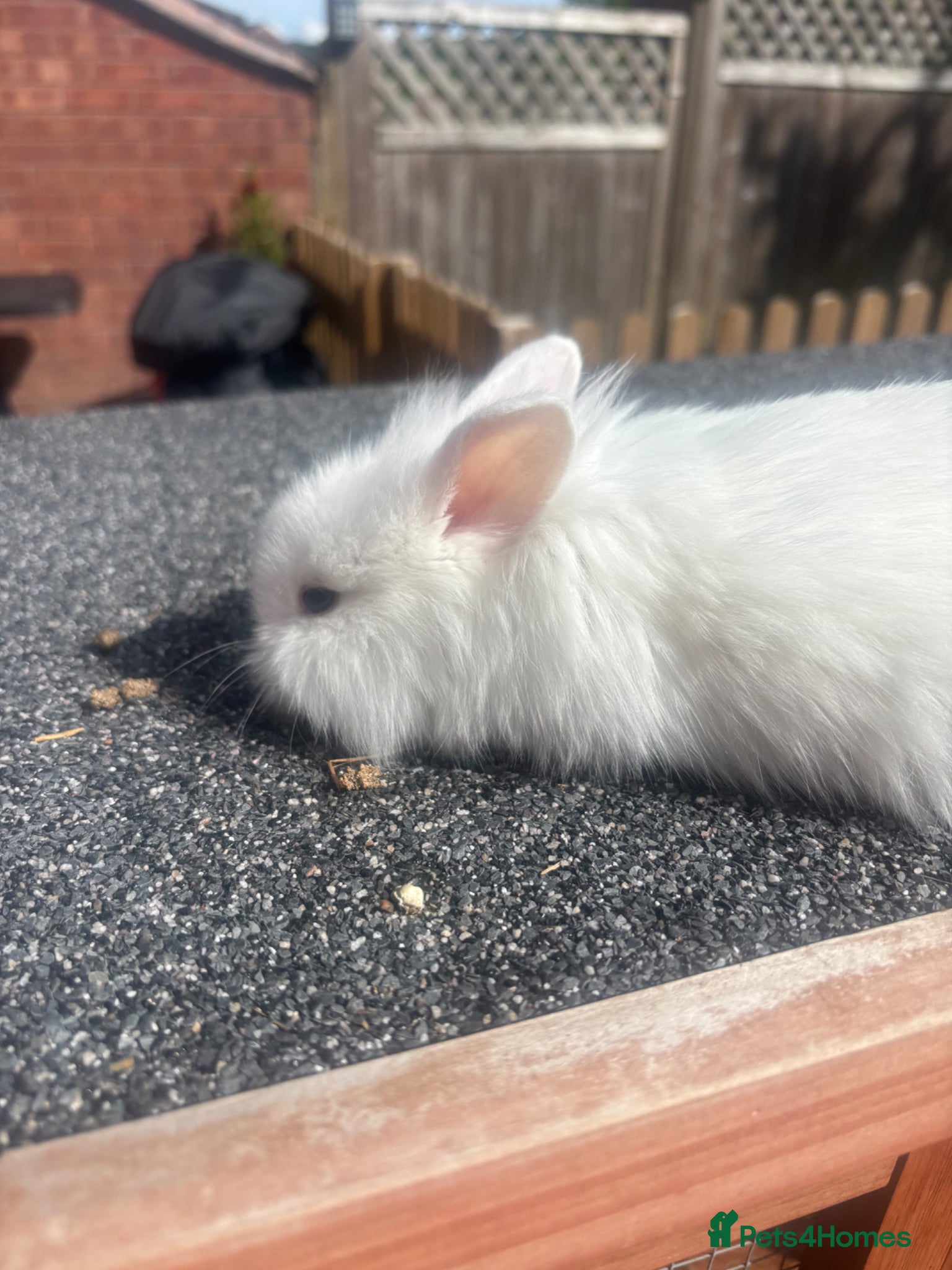 Lionhead rabbits 5 x beautiful baby rabbits  - Advert 2