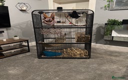 Sugar Glider rodents for sale: Sugar glider and full set up - Image 2