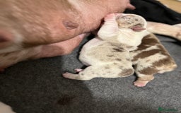 English Bulldog dogs for sale: QC puppies  - Image 20