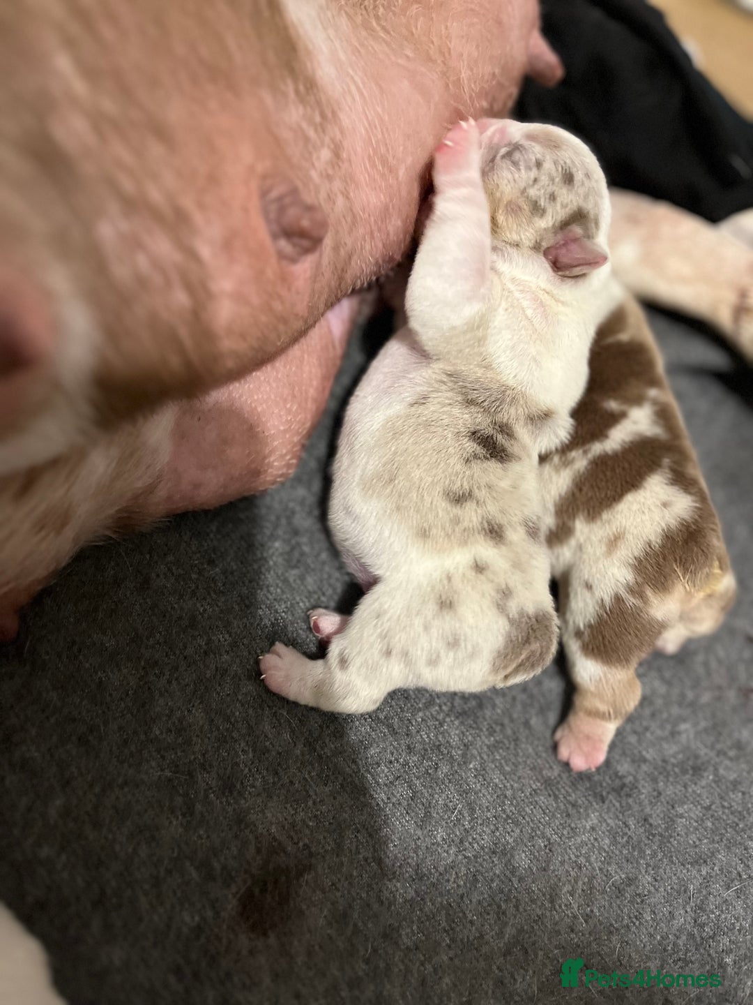 English Bulldog dogs for sale: QC puppies  - Image 20