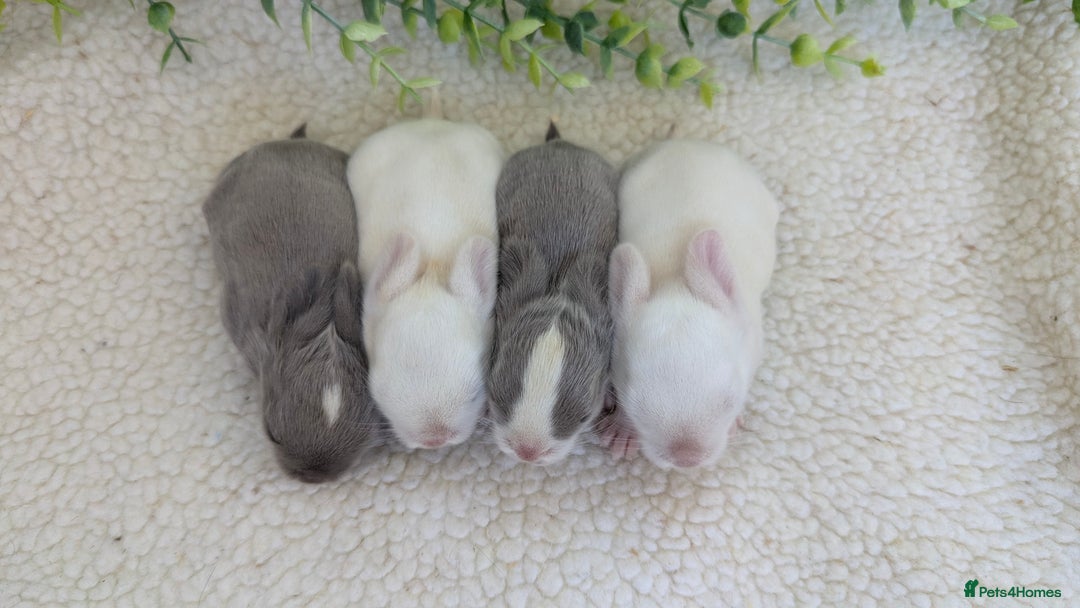 Mini Lop rabbits for sale: Mini lops waiting list open  - Image 5