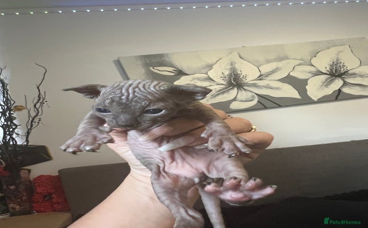 Sphynx cats - Advert 2