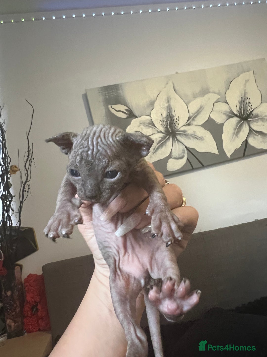 Sphynx cats for sale: Sphynk - Image 1