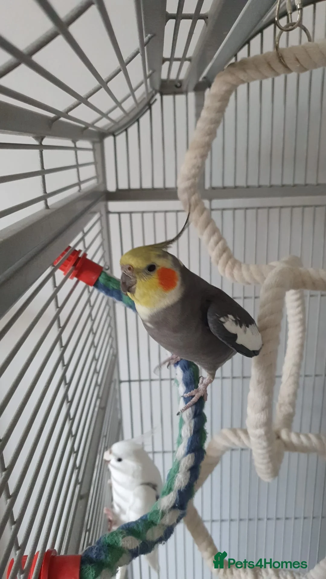 Cockatiels birds for sale: Hand reared tame male cockatiel with Montana cage in Newcastle upon Tyne - Advert 1
