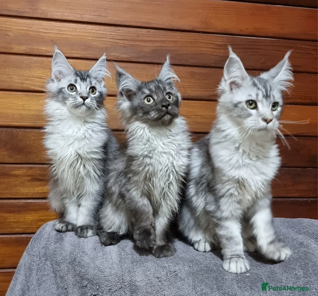 Maine Coon cats for sale: GCCF registered pedigree Maine Coon Kittens  - Advert 1