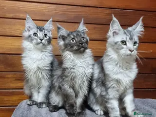 Maine Coon cats GCCF registered pedigree Maine Coon Kittens - Advert 1