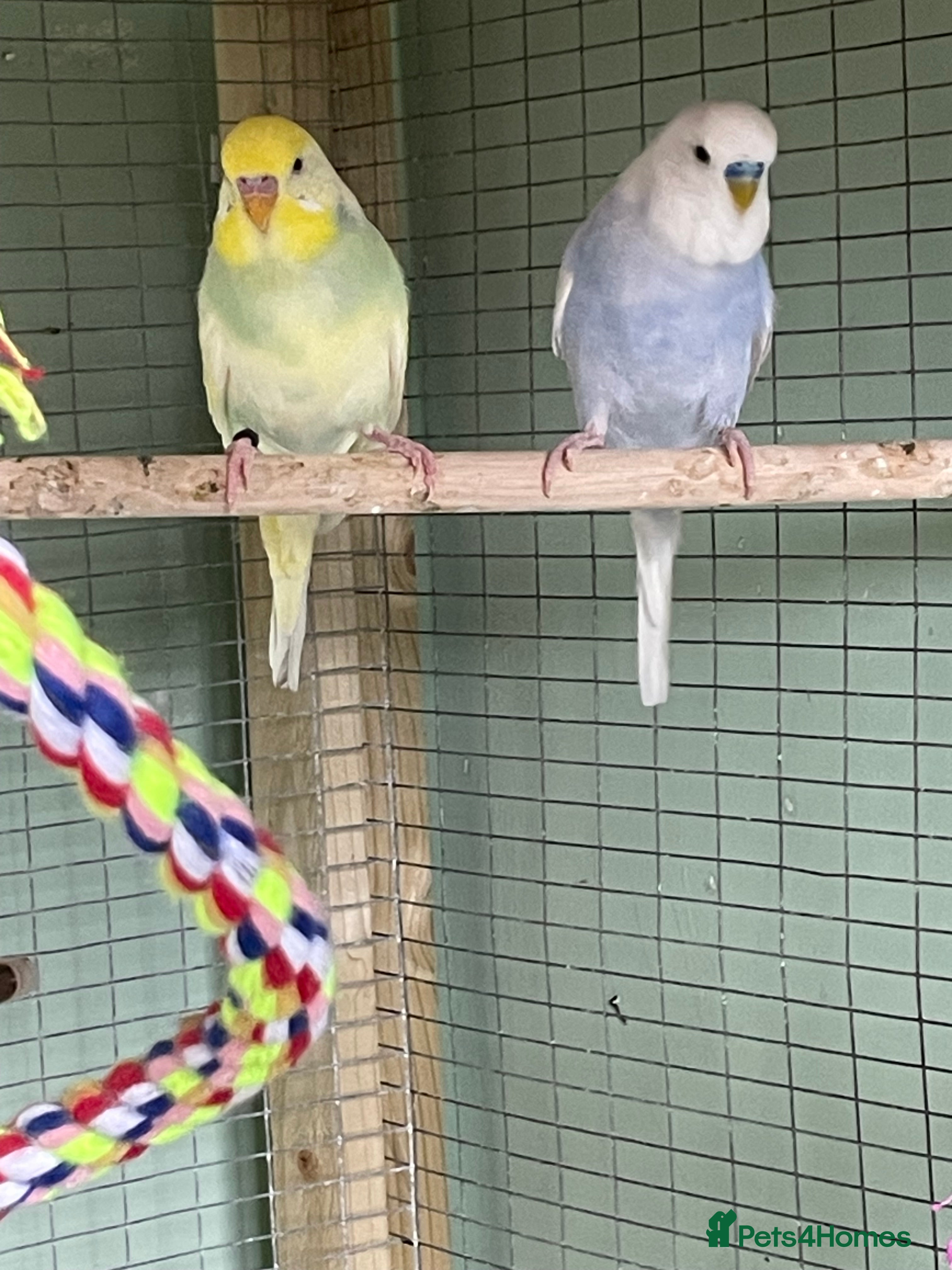Budgerigars birds 2 lovely budgies looking for a home together  in Royston - Advert 1
