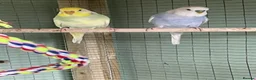 Budgerigars birds for sale: 2 lovely budgies looking for a home together  in Royston - Advert 1