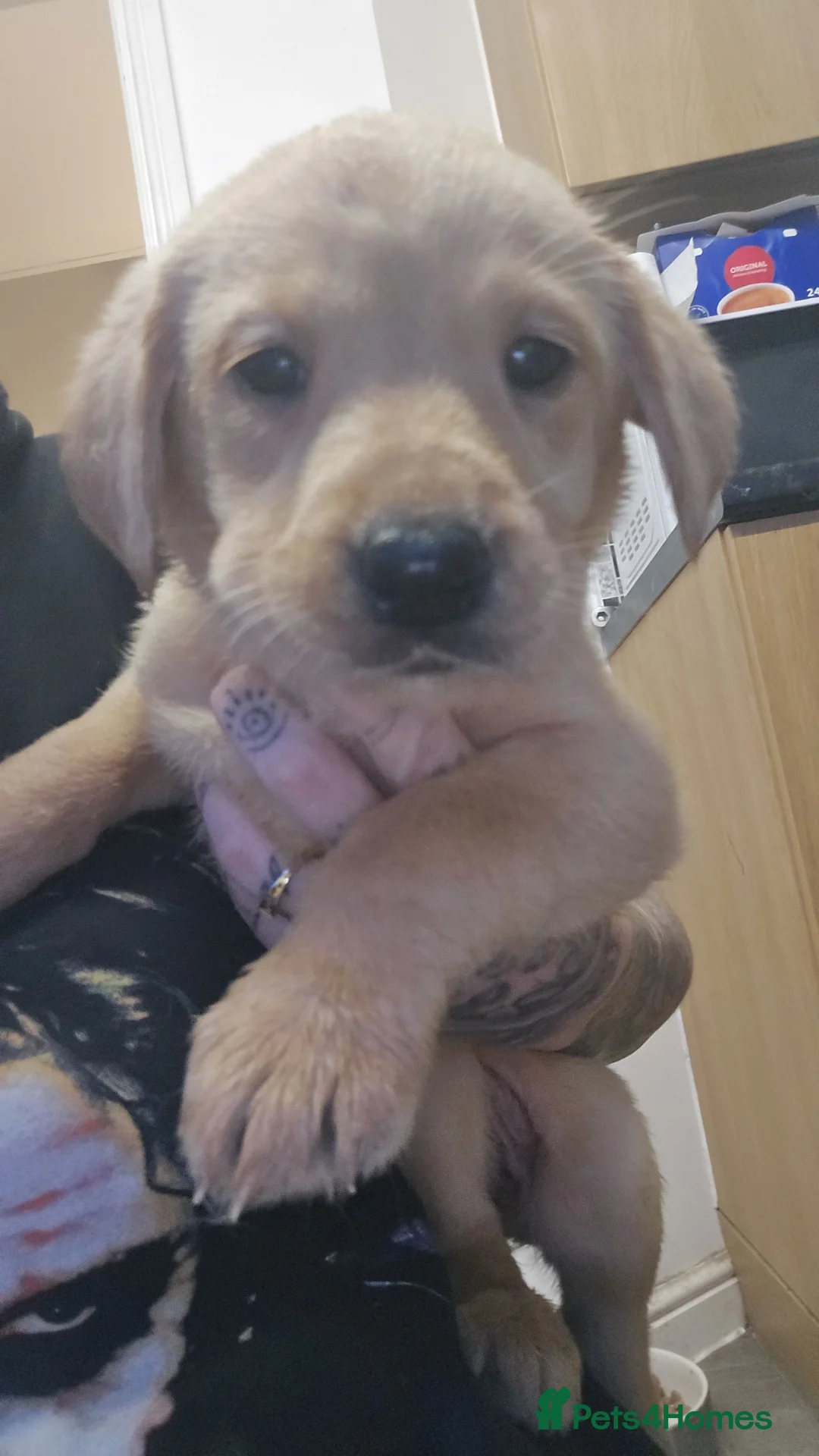 Labrador Retriever dogs for sale: One puppie left out of 7 - Advert 1