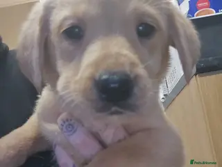 Labrador Retriever dogs One puppie left out of 7 - Advert 1