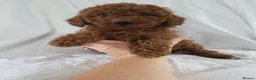 Cavapoo dogs for sale: Cavapoo puppies 5 🌟 licence breeder  - Advert 6