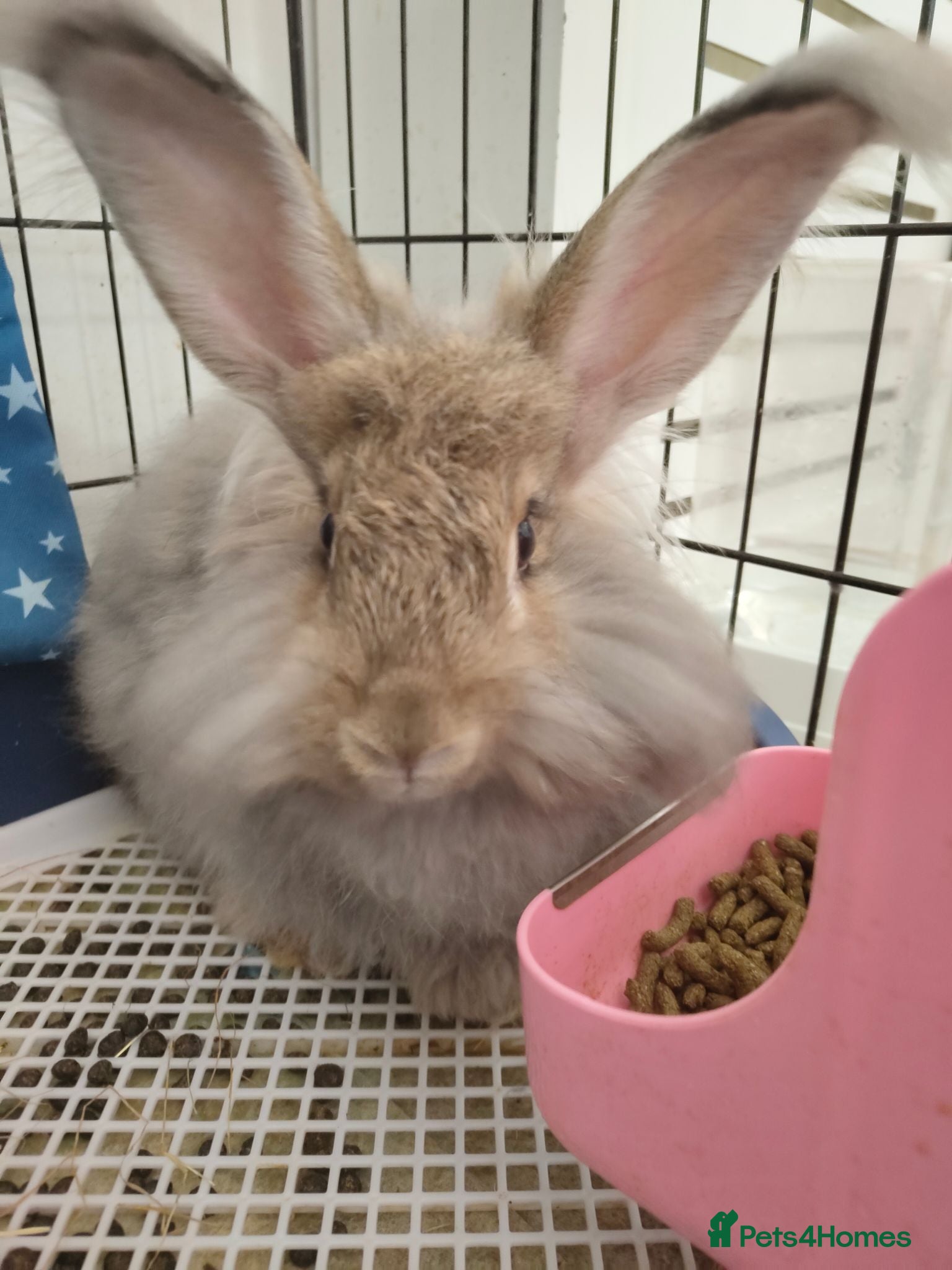 Angora rabbits 💜English Angora rabbits 💜 ! last boy ! - Advert 1