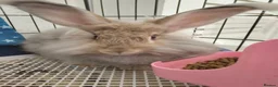 Angora rabbits for sale: 💜English Angora rabbits 💜 ! last boy ! - Advert 1