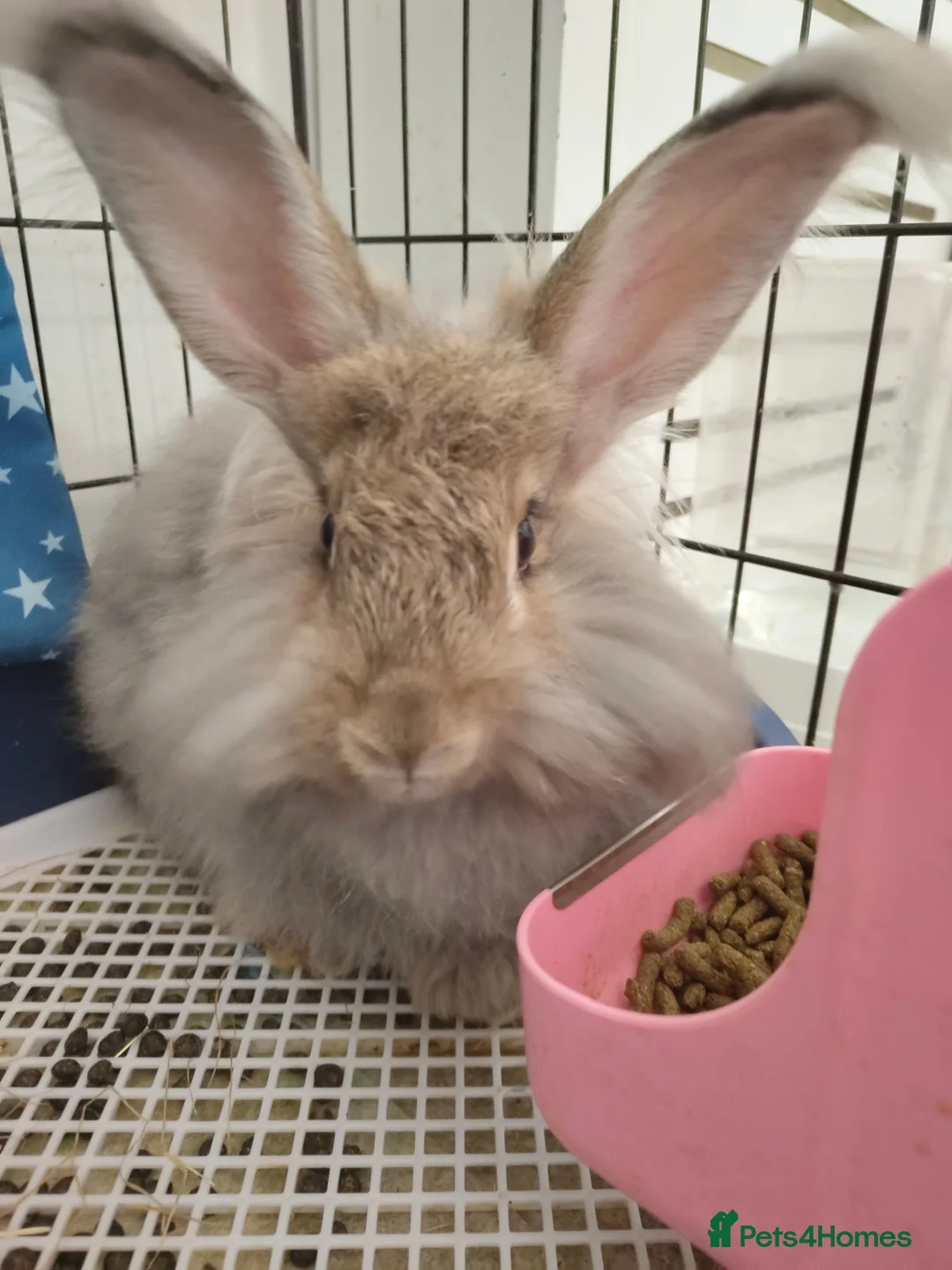 Angora rabbits for sale: 💜English Angora rabbits 💜 ! last boy ! - Advert 1